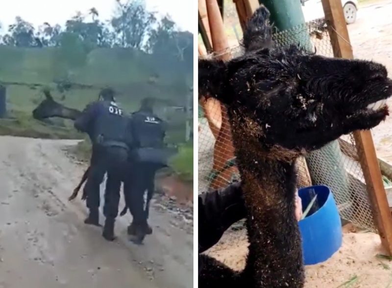 Lhama foi resgatada por vigilantes do local