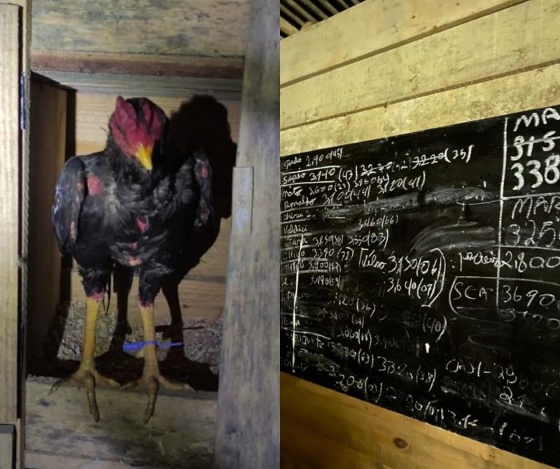 ‘Rinha de galo’ acontecia em verdadeira arena nos fundos de bar em Itaja&iacute; – Foto: PMSC/Divulga&ccedil;&atilde;o/ND