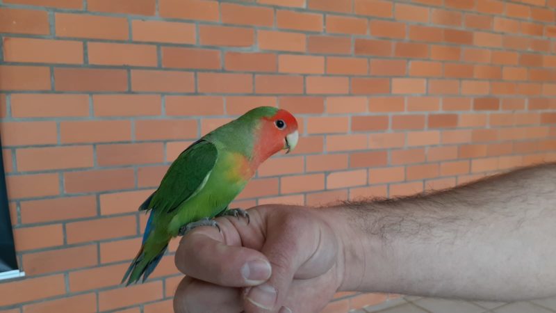Cerca de 300 p&aacute;ssaros estar&atilde;o em exposi&ccedil;&atilde;o. – Foto: SOCO/Divulga&ccedil;&atilde;o/ND