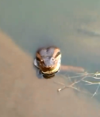 Sucuri &eacute; avistada em lago de Goi&aacute;s – Foto: Internet/Divulga&ccedil;&atilde;o/ND