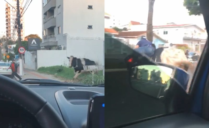 Nervosa, vaca holandesa dispara e derruba motociclista em SC&nbsp; – Foto: Reprodu&ccedil;&atilde;o/Chapec&oacute; Mil Grau/ND
