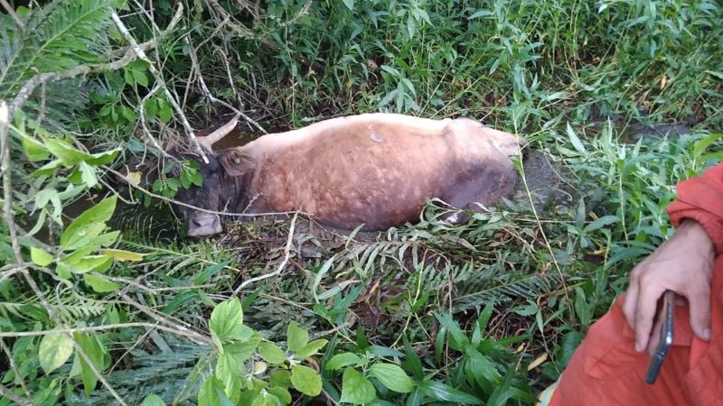 Vaca ficou presa em c&oacute;rrego e foi encontrada pelos propriet&aacute;rios – Foto: Divulga&ccedil;&atilde;o/Corpo de Bombeiros Volunt&aacute;rios de Ibirama