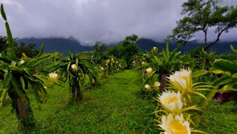 As pitaias foram plantadas h&aacute; cerca de tr&ecirc;s anos – Foto: Reprodu&ccedil;&atilde;o/NDTV