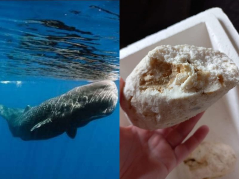 ‘V&ocirc;mito’ de baleia na verdade &eacute; uma subst&acirc;ncia mais parecida com “coc&ocirc;” – Foto: Reprodu&ccedil;&atilde;o/ND