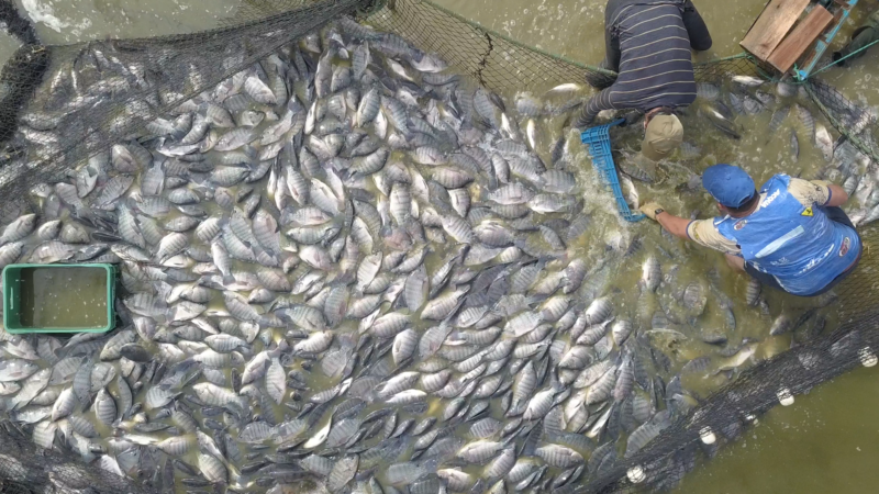 Produ&ccedil;&atilde;o de til&aacute;pias &eacute; destaque na Amurel – Foto: Reprodu&ccedil;&atilde;o/NDTV