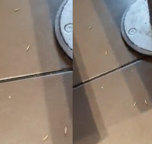 Clientes ficam horrorizados ao encontrar centenas de larvas vivas em restaurante &#8211; Foto: Internet/Divulgação/ND