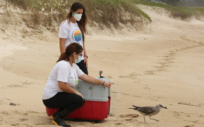 Gaivotas foram resgatadas por moradores e pela Associa&ccedil;&atilde;o R3 Animal em v&aacute;rias praias de Florian&oacute;polis – Foto: R3 Animal/Divulga&ccedil;&atilde;o/ND