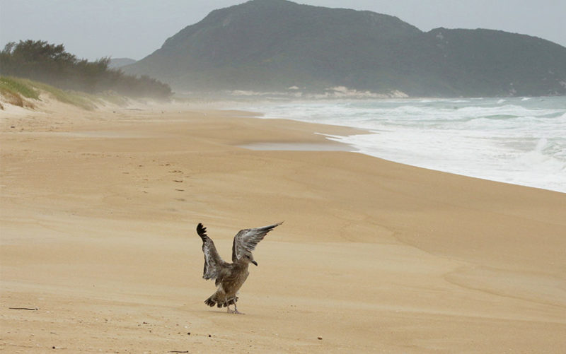Todas as aves receberam uma anilha de identifica&ccedil;&atilde;o – Foto: R3 Animal/Divulga&ccedil;&atilde;o/ND