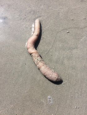 Entenda fenômeno de areia movediça que ocorreu em Balneário