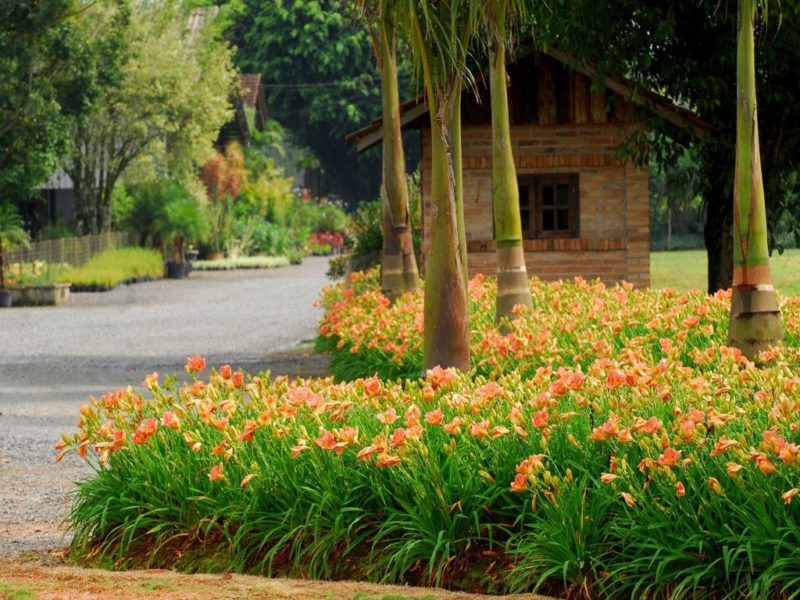 Evento vai expor a tradicional florada dos hemerocallis