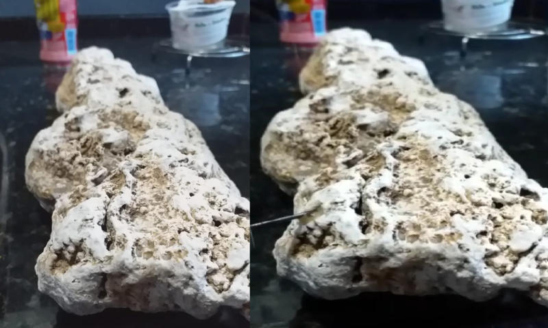 Suposto vômito de baleia encontrado em Florianópolis pode ser analisado pela UFSC