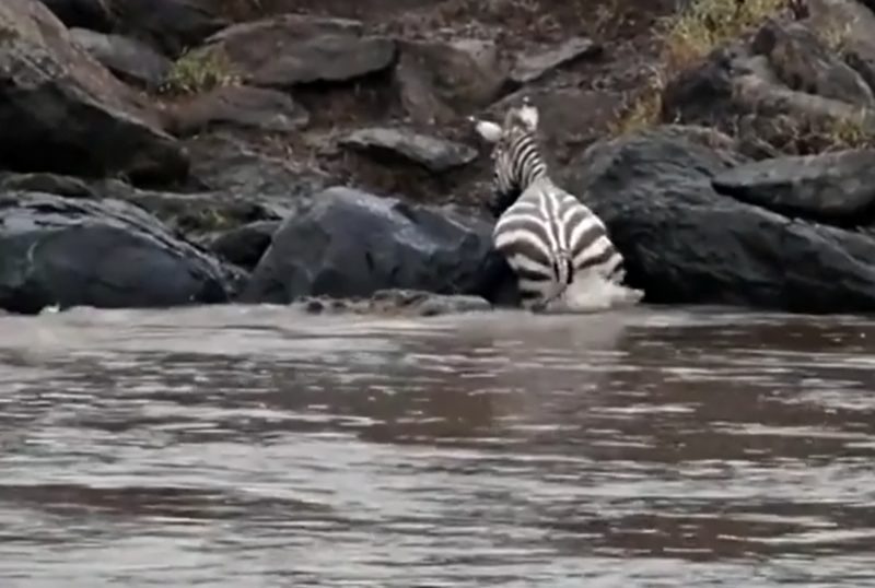 V&iacute;deo curioso mostra desfecho inusitado entre crocodilo e zebra &mdash; Foto: Reprodu&ccedil;&atilde;o/ND