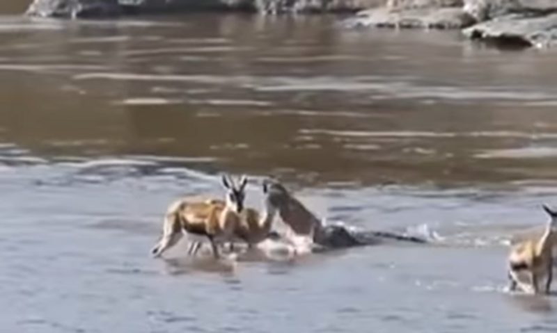 V&iacute;deo surpreendente mostra ataque de crocodilo contra gazelas em rio – Foto: Reprodu&ccedil;&atilde;o/ND