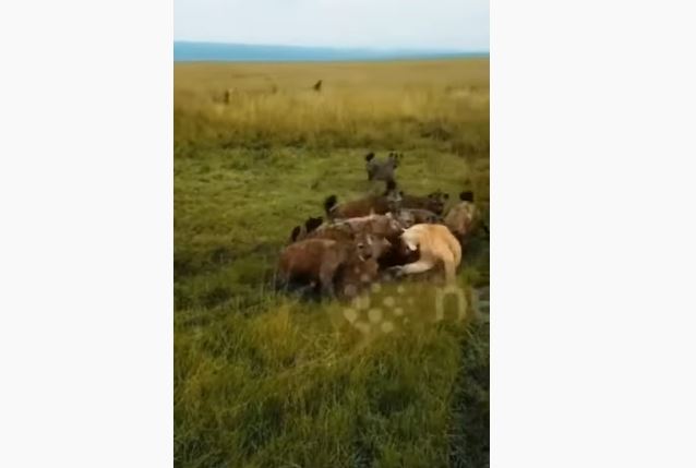 V&iacute;deo mostra grupo de hienas atacando leoa – Foto: Internet/Reprodu&ccedil;&atilde;o/ND