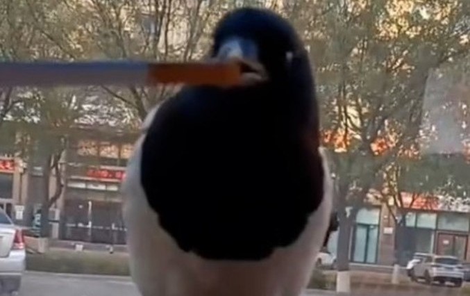 Ave ainda encarou a v&iacute;tima antes de fugir com o produto do roubo – Foto: Reprodu&ccedil;&atilde;o/TikTok