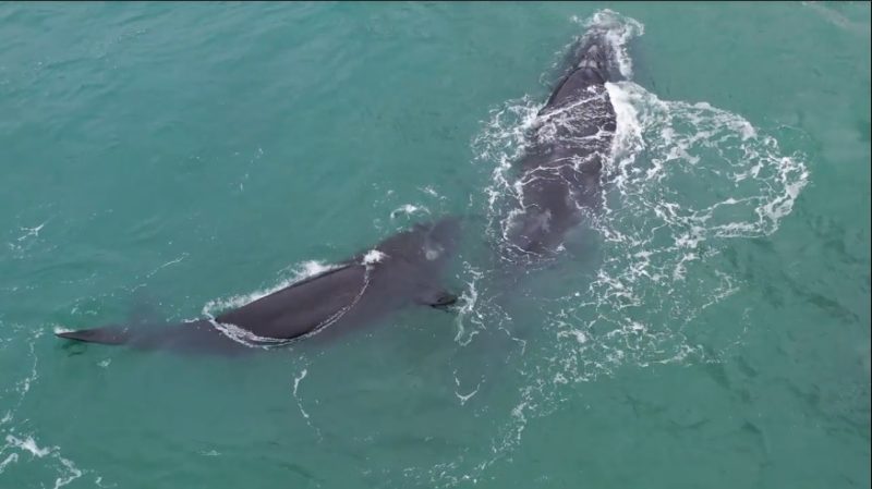 Animais se despediram do Litoral catarinense – Foto: RICARDO WEG/Divulga&ccedil;&atilde;o