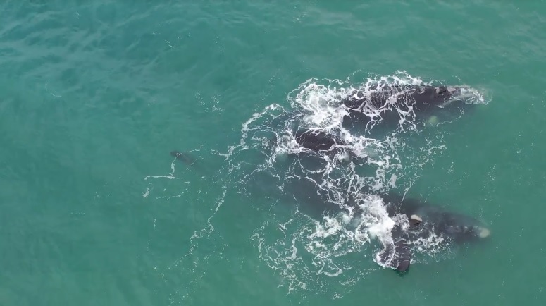 Baleias Franca se despedem do Litoral de Santa Catarina – Foto: RICARDO WEG/Divulga&ccedil;&atilde;o