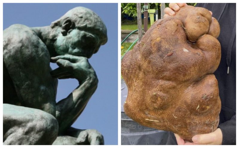 Pelo formato, batata se assemelha a uma figura pensante – Foto: Reprodu&ccedil;&atilde;o