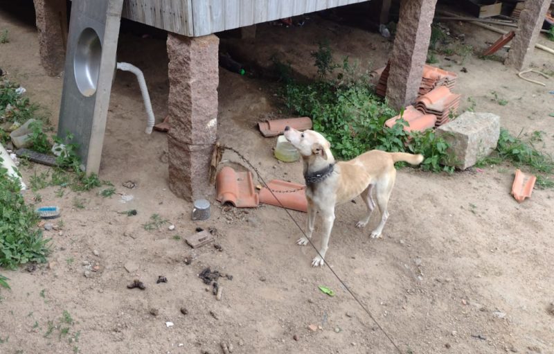 Cachorra em situa&ccedil;&otilde;es de maus tratos em Tubar&atilde;o &eacute; resgatada pela Pol&iacute;cia Civil – Foto: Divulga&ccedil;&atilde;o/PCSC/ND