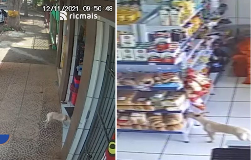 Vídeo mostra momento em que a cachorra abocanha o pacote de pão em açougue