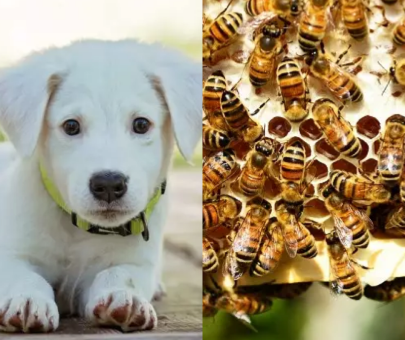 Cachorro morre ap&oacute;s ser atacado por enxame de abelhas em Navegantes – Foto: Pixabay/Reprodu&ccedil;&atilde;o/ND