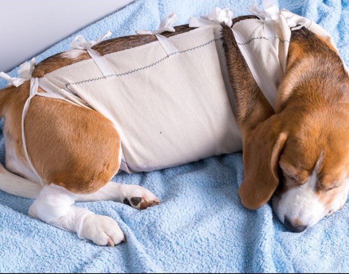 Animais contam com apoio de cuidadores da causa animal no per&iacute;odo de recupera&ccedil;&atilde;o, ap&oacute;s cirurgia. – Foto: Divulgac&atilde;o/O Trentino/ND