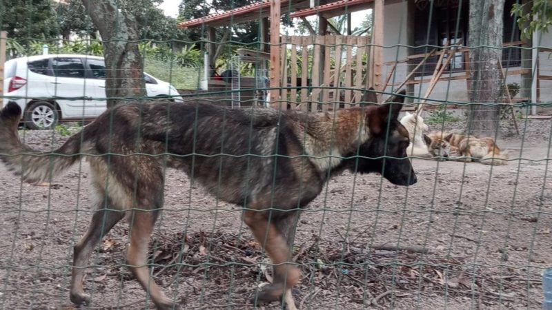 Cachorros encontrados em situação de maus-tratos em canil clandestino em Jaguaruna, no Sul de SC, continuam no local &#8211; Foto: Divulgação/Polícia Civil/ND