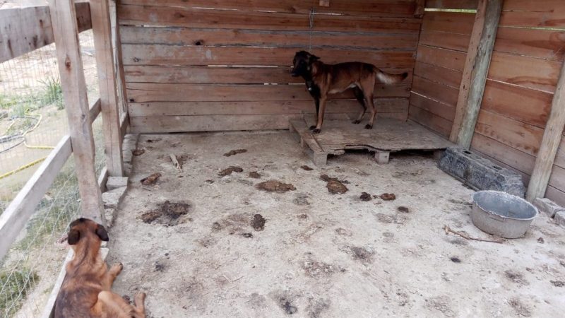 Eram 48 cachorros, agora são 45 &#8211; Foto: Divulgação/Polícia Civil/ND