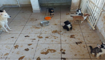 Os animais seguem há mais de um mês no local &#8211; Foto: Divulgação/Polícia Civil/ND