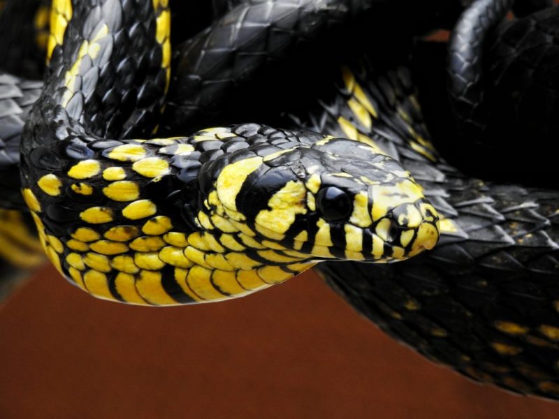 Cobra caninana foi encontrada em jardim de Florianópolis