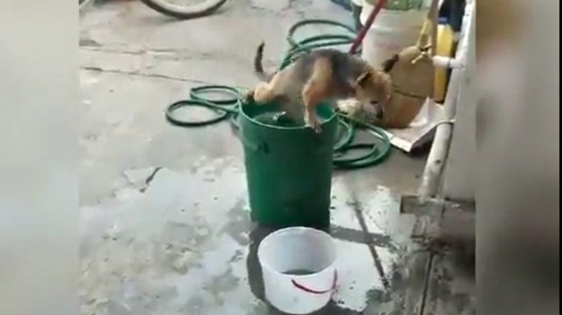 V&iacute;deo mostra c&atilde;ozinho se refrescando sozinho em balde com &aacute;gua – Foto: Internet/ND