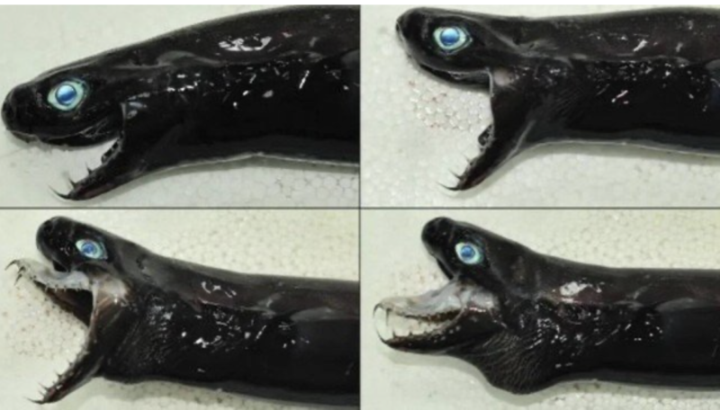 Apesar da semelhan&ccedil;a com uma cobra, o ca&ccedil;&atilde;o-v&iacute;bora &eacute; um peixe – Foto: Captura de Tela 2021-11-06 &agrave;s 14.09.50