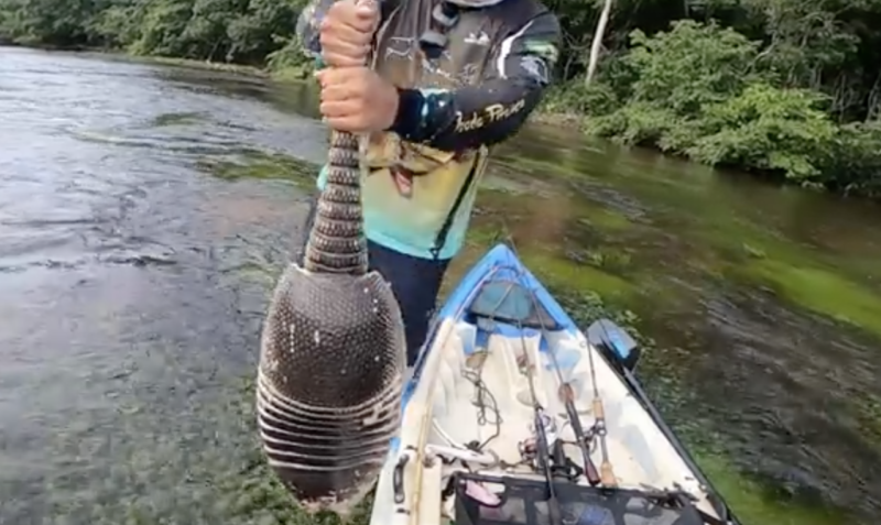 Tatu encontrado por pescador teve a cabe&ccedil;a e as patas devoradas por on&ccedil;a – Foto: Reprodu&ccedil;&atilde;o