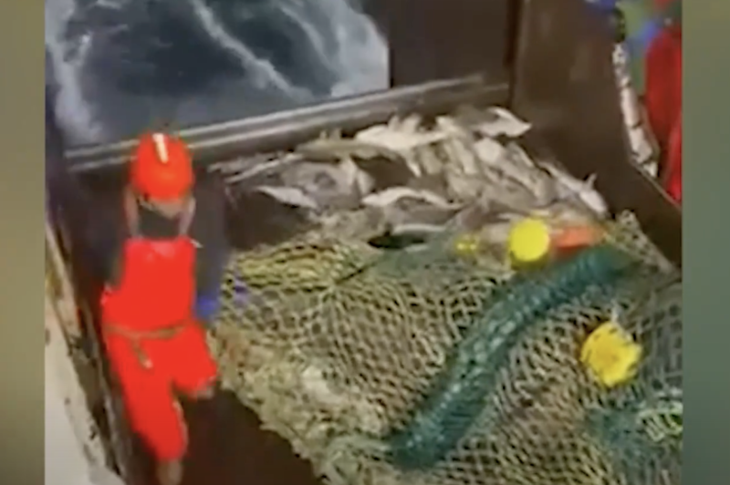 Pescador leva tapa no bumbum de tubar&atilde;o vingativo – Foto: Reprodu&ccedil;&atilde;o