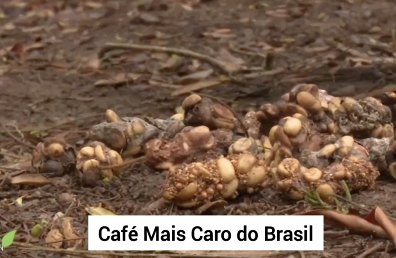 Um detalhe: o café de Jacu é um dos mais caros do Brasil&#8230; e do mundo! &#8211; Foto: Reprodução