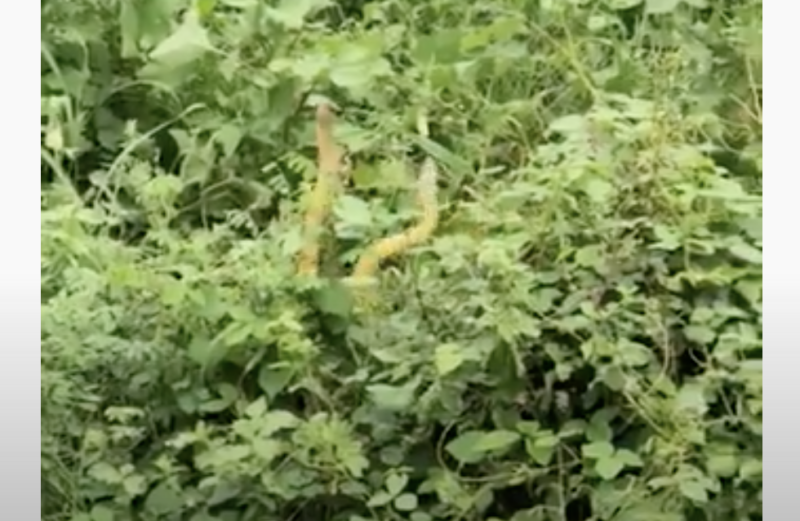 V&iacute;deo flagra duas cobras dan&ccedil;ando na chuva – Foto: Reprodu&ccedil;&atilde;o