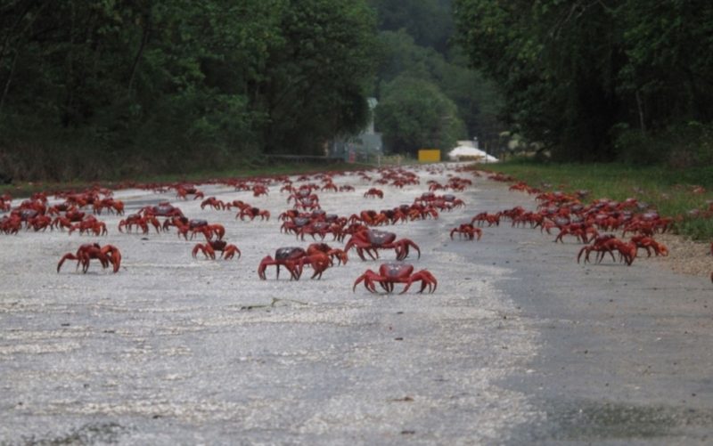 Migra&ccedil;&atilde;o &eacute; comum e paisagem fica modificada com o movimento dos milhares de caranguejos – Foto: Parks Austr&aacute;lia/Instagram/Reprodu&ccedil;&atilde;o/ND