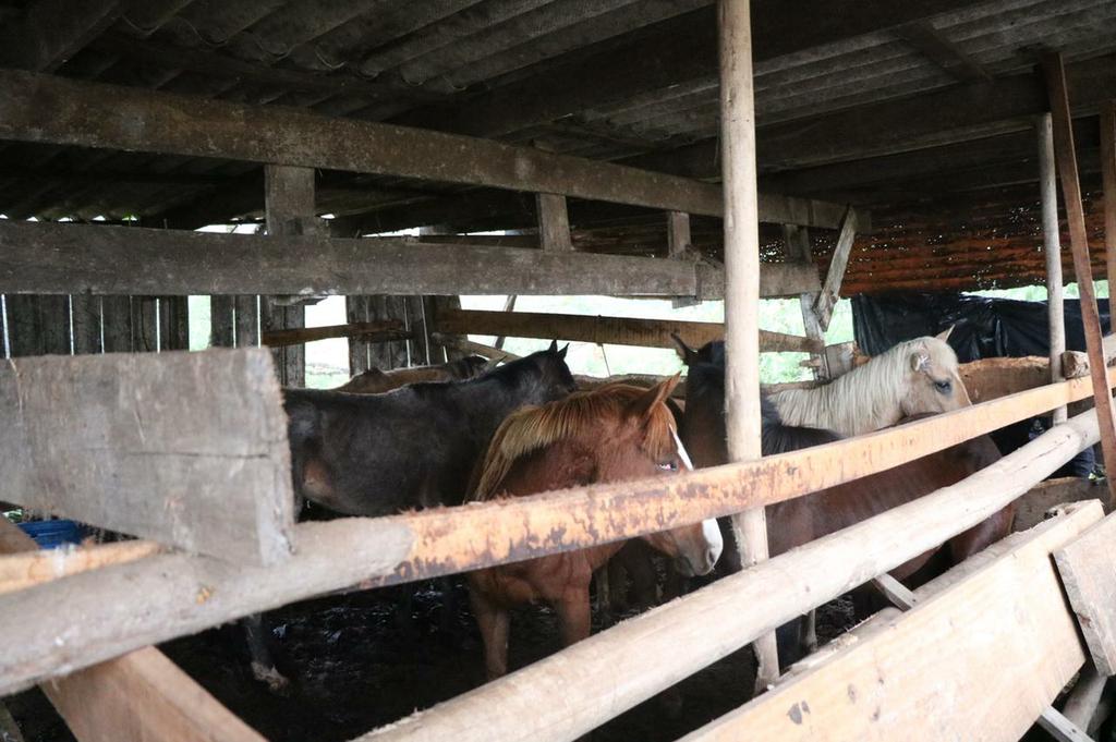 Três pessoas são presas por matar cavalo para comer em SC