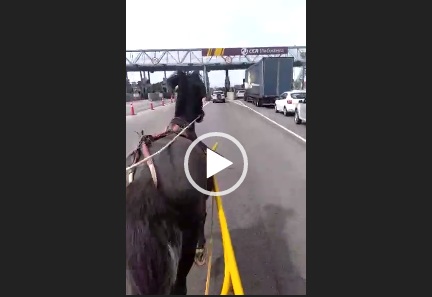 Cavalo é puxado por carro com uma corda presa ao pescoço em rua de  Fortaleza; vídeo, Ceará