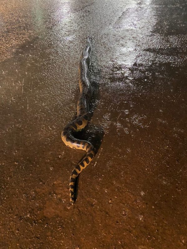 Bi&oacute;logo retira sucuri de 3 metros do meio de avenida &mdash; Foto: Adriano Martins/ Arquivo pessoal/ND