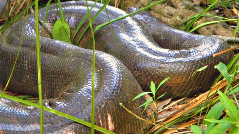 Imagem do canal Sucuri no Pantanal Bonito MS &mdash; Foto: Reprodu&ccedil;&atilde;o/ND