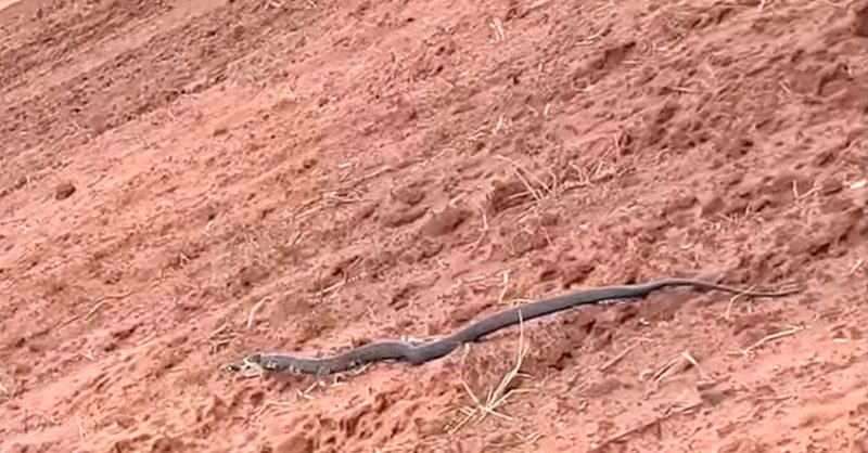 Cobra caninana é filmada passeando em fazenda — Foto: Reprodução/ND