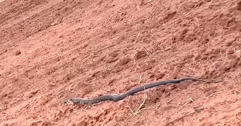 Cobra caninana no Pantanal: veja nossa galeria de fotos