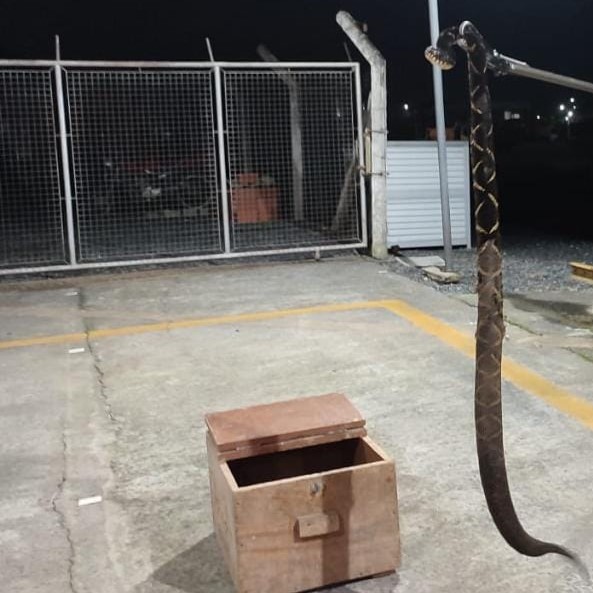 Cobra jararacuçu é peçonhenta e foi resgatada em casa no início da noite de segunda-feira (8) &#8211; Foto: Bombeiros Voluntários de Guaramirim/Divulgação