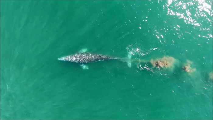 Pesquisa sobre coc&ocirc; de baleia vem chamando a aten&ccedil;&atilde;o – Foto: Leigh Torres/OSU Photo