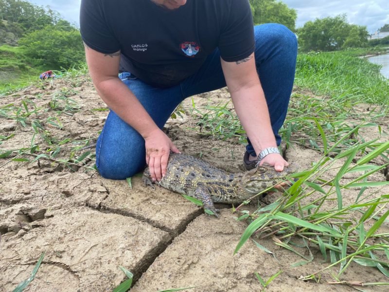 Tijucas registra a apari&ccedil;&atilde;o de v&aacute;rios jacar&eacute;s durante a semana – Foto: Corpo de Bombeiros/divulga&ccedil;&atilde;o