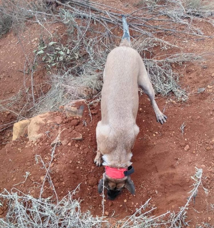 Corpo de uma mulher de 44 anos foi encontrado por um c&atilde;o especialista em restos mortais – Foto: Corpo de Bombeiros/ND