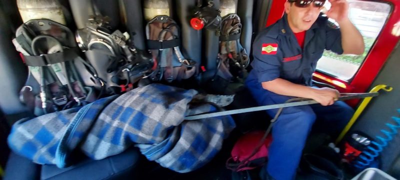 Corpo de Bombeiros realizou a captura do r&eacute;ptil de 1,3m – Foto: CBMSC/divulga&ccedil;&atilde;o