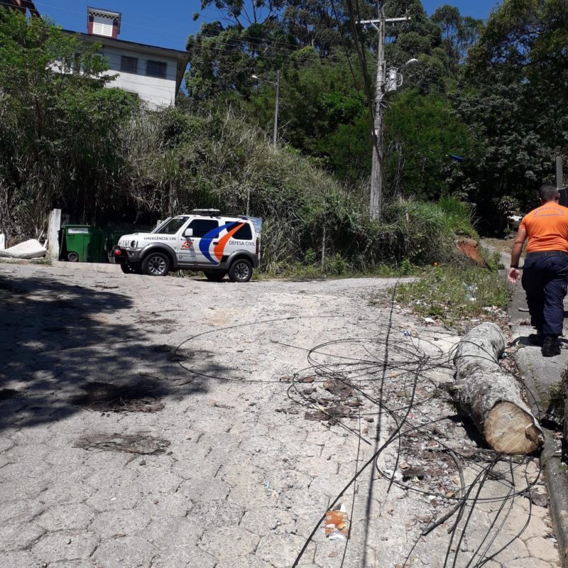 &Aacute;rvore foi removida na manh&atilde; de sexta pelas equipes do CBMSC – Foto: Defesa Civil/Divulga&ccedil;&atilde;o/ND