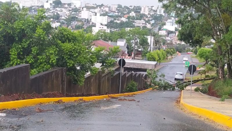 Uma árvore caiu em Chapecó em decorrência do temporal. – Foto: Defesa Civil/Divulgação/ND